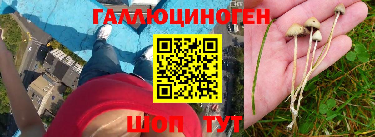 Галлюциногенные грибы MAGIC MUSHROOMS  Вход с VPN  где можно купить наркотик  Киров 